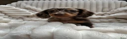 Miniature Dachshund dogs for sale: Fabulous Litter of Long haired dachshund puppies  - Advert 3