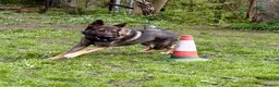 German Shepherd dogs for sale: 4* Licensed Breeder, KC Reg, Health Tested Parents - Advert 11