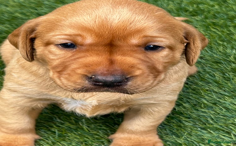 Labrador Retriever dogs - Advert 2