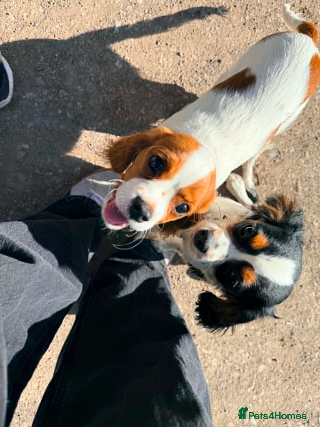 Cavalier King Charles Spaniel dogs for sale: Cavalier Brothers Looking for a New Home in Alfreton - Advert 2