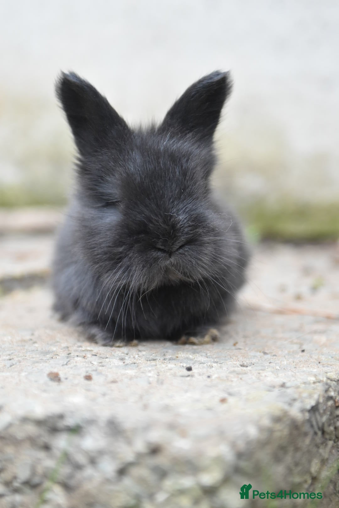 Angora rabbits for sale: French Imported Pedigree English Angoras - Image 23