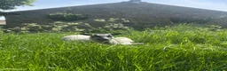 Sheep livestock for sale: Beautiful badger face lamb  - Advert 1