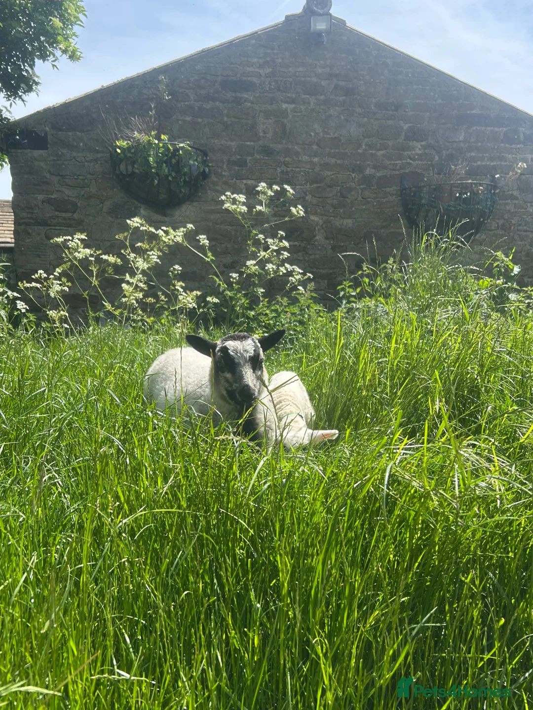 Sheep livestock for sale: Beautiful badger face lamb  - Advert 1