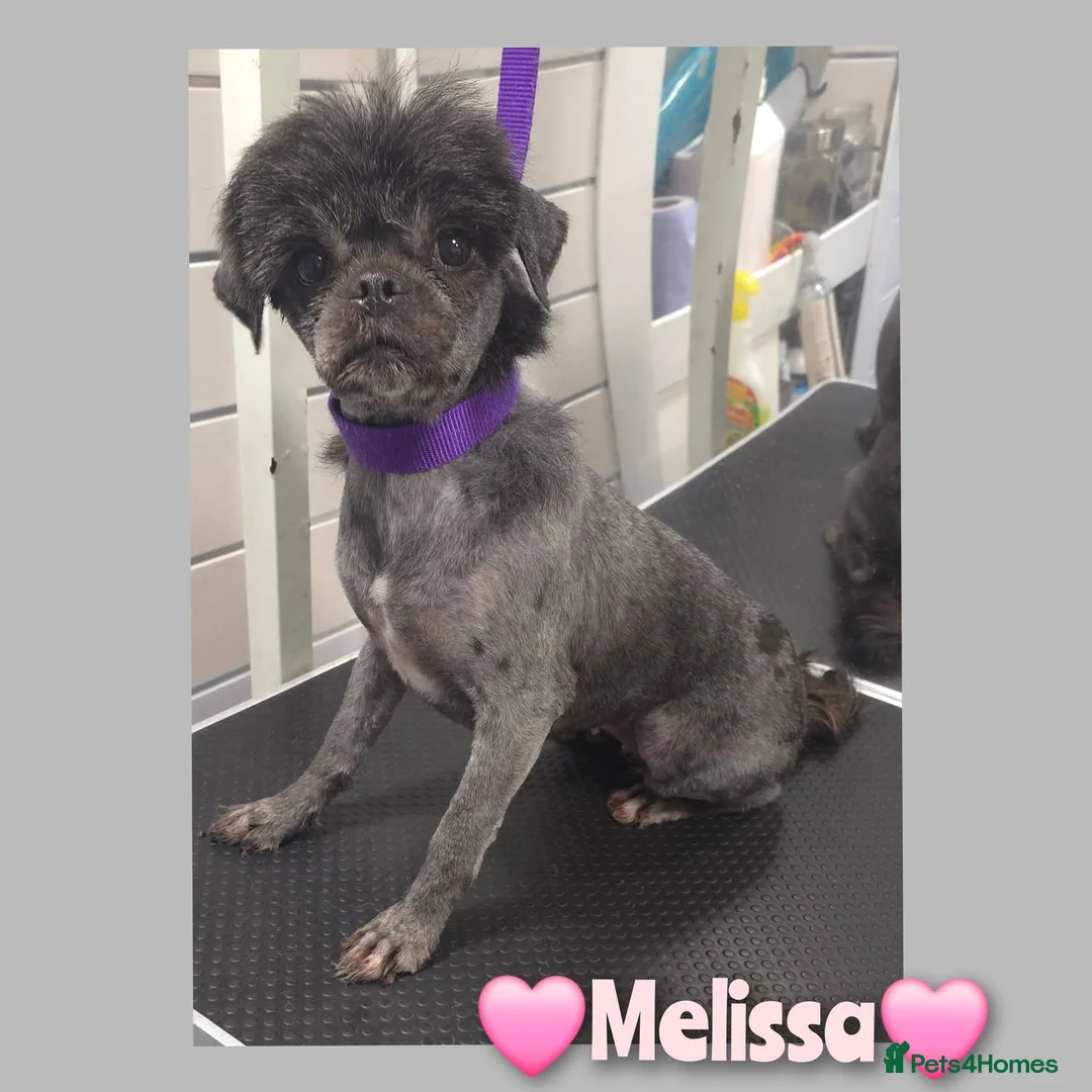 Mixed Breed dogs for sale: 1 year old sweet pugzu girl - Advert 1