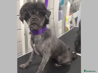 Mixed Breed dogs 1 year old sweet pugzu girl - Advert 14