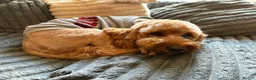 Cockapoo dogs for sale: Stunning F2 Cockapoo puppies - Advert 16