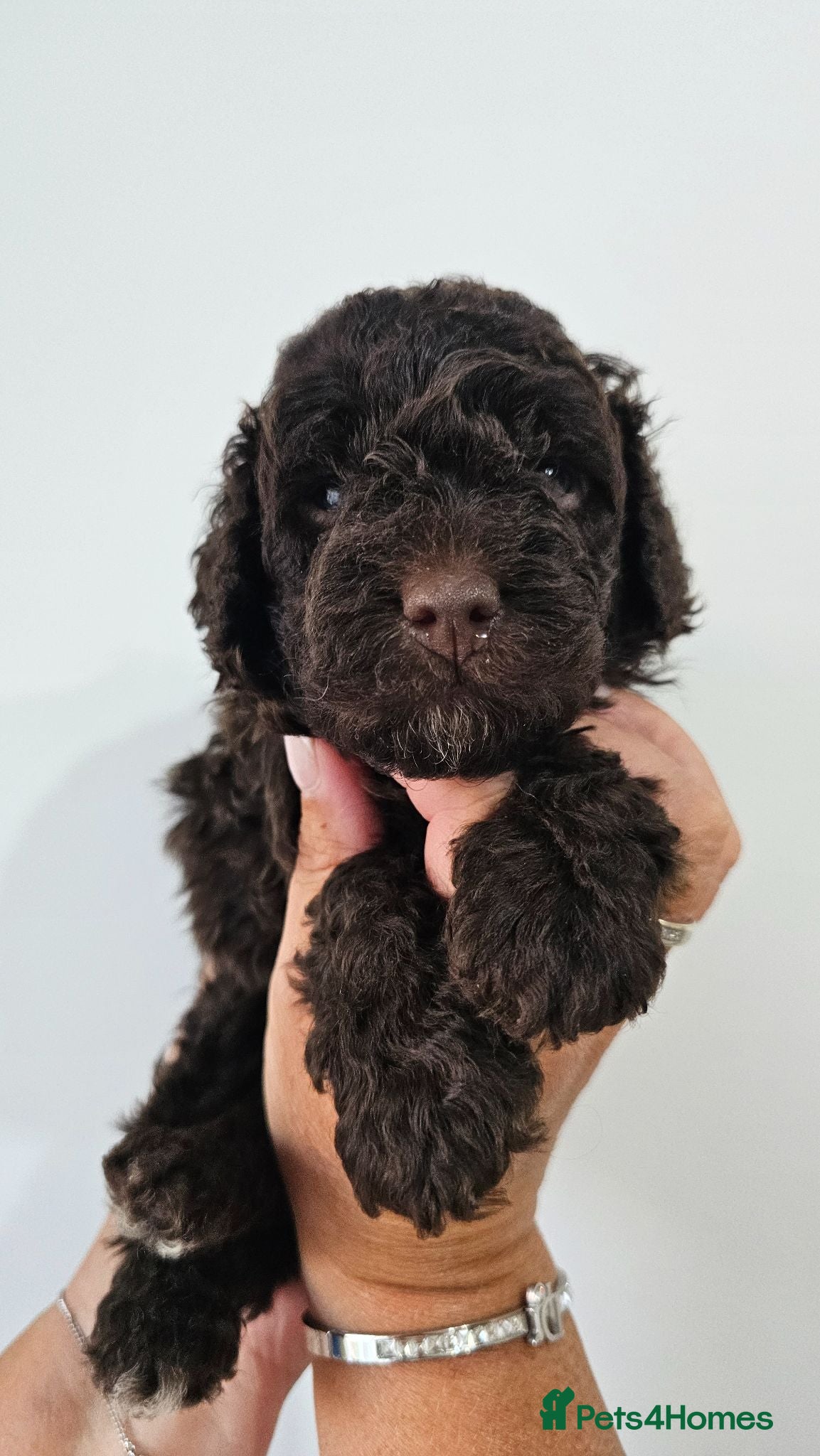 Miniature Poodle dogs Stunning kc registered minature poodle pups  - Advert 2