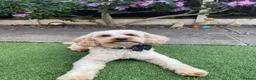 Cavapoo dogs for stud: F1B Cavapoo Stud Dog🐾 - Advert 7