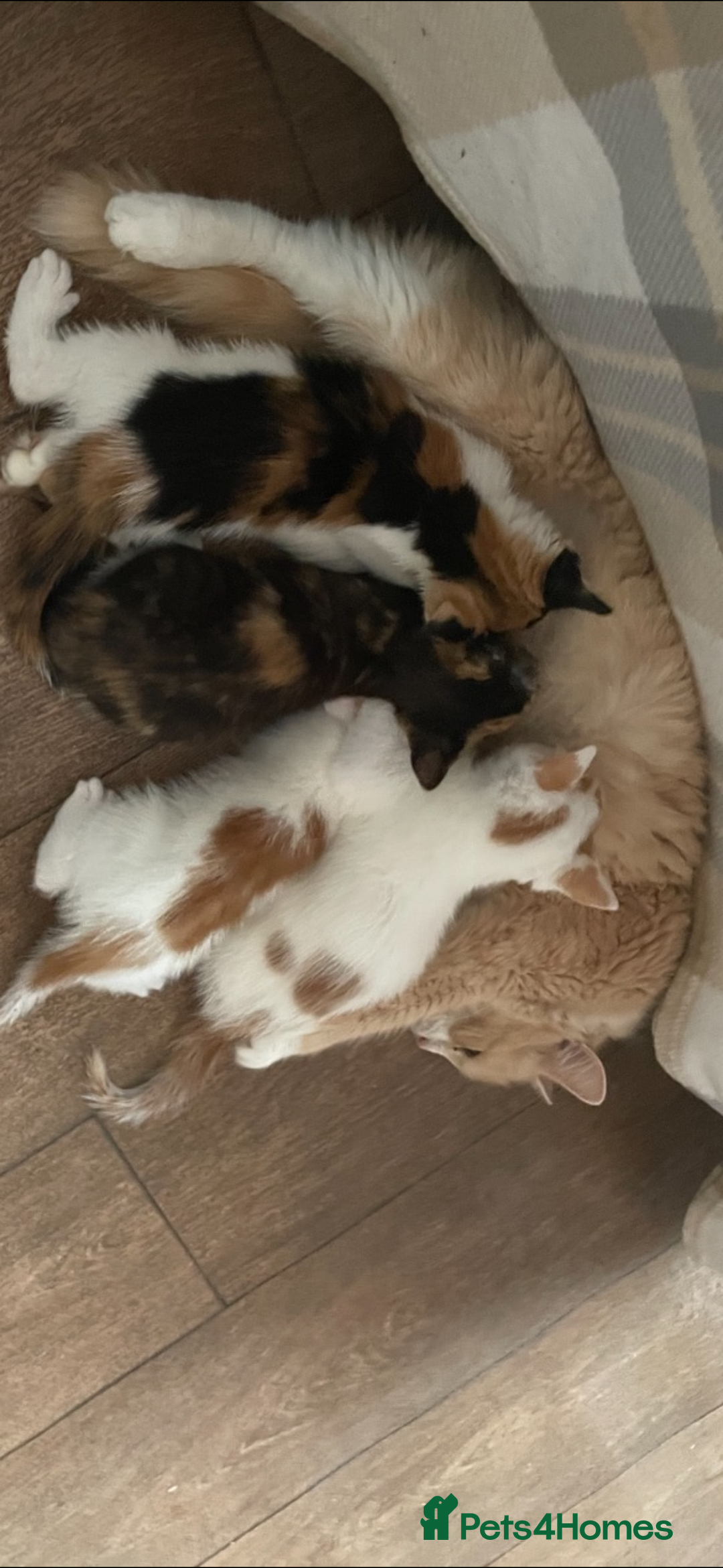 Mixed Breed cats for sale: Adorable kittens ready for their forever homes now - Advert 2