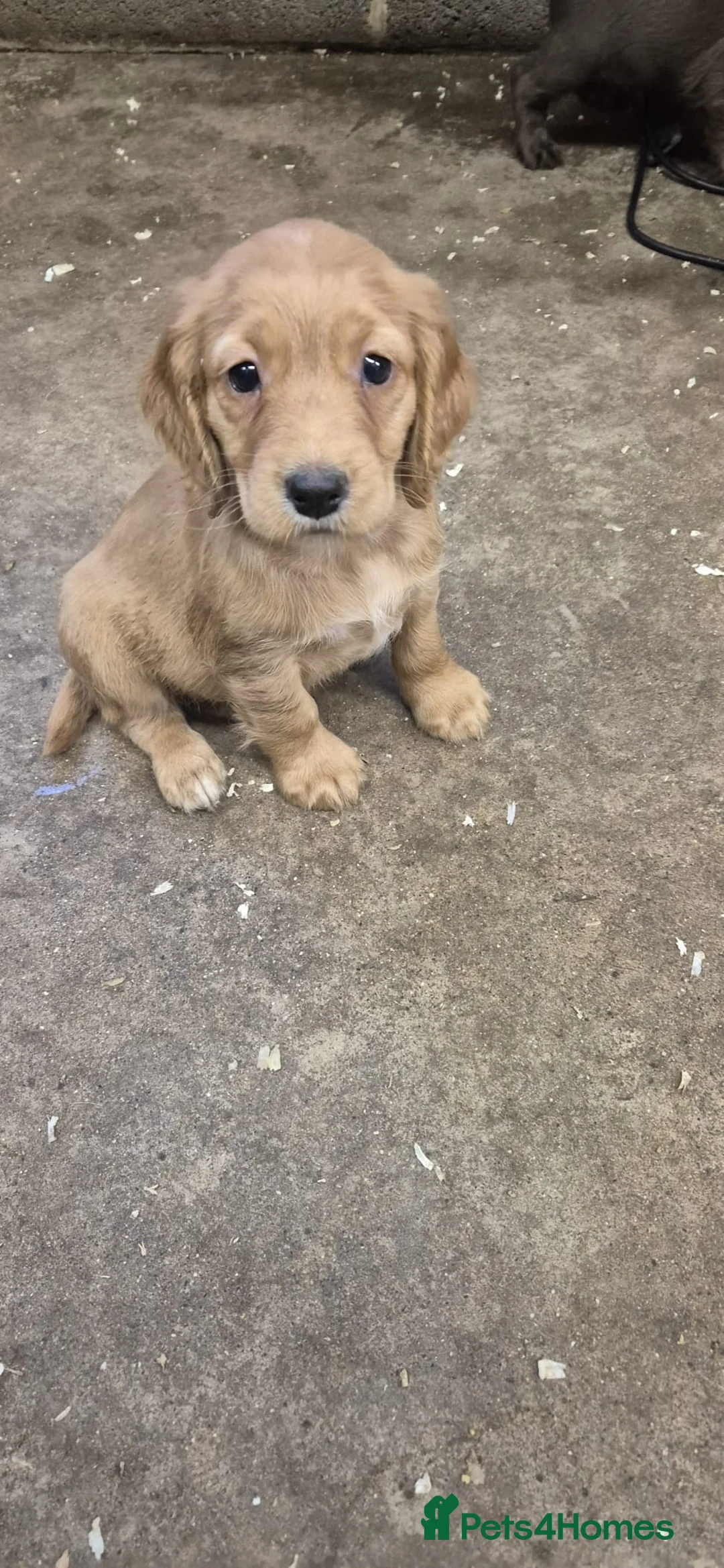 Cocker Spaniel dogs for sale: Stunning FTC Kc registered, Cocker spaniel puppies - Advert 3