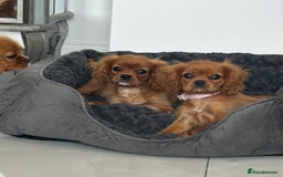 Cavalier King Charles Spaniel dogs for sale: Beautiful cavaliers fully health, and heart tested - Image 9