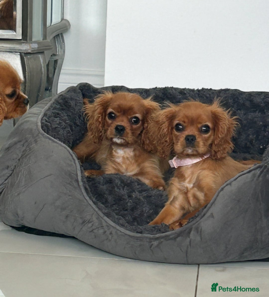 Cavalier King Charles Spaniel dogs for sale: Beautiful cavaliers fully health, and heart tested - Image 9