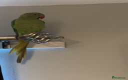 Parakeets birds for sale: Indian ringnecks  - Image 2