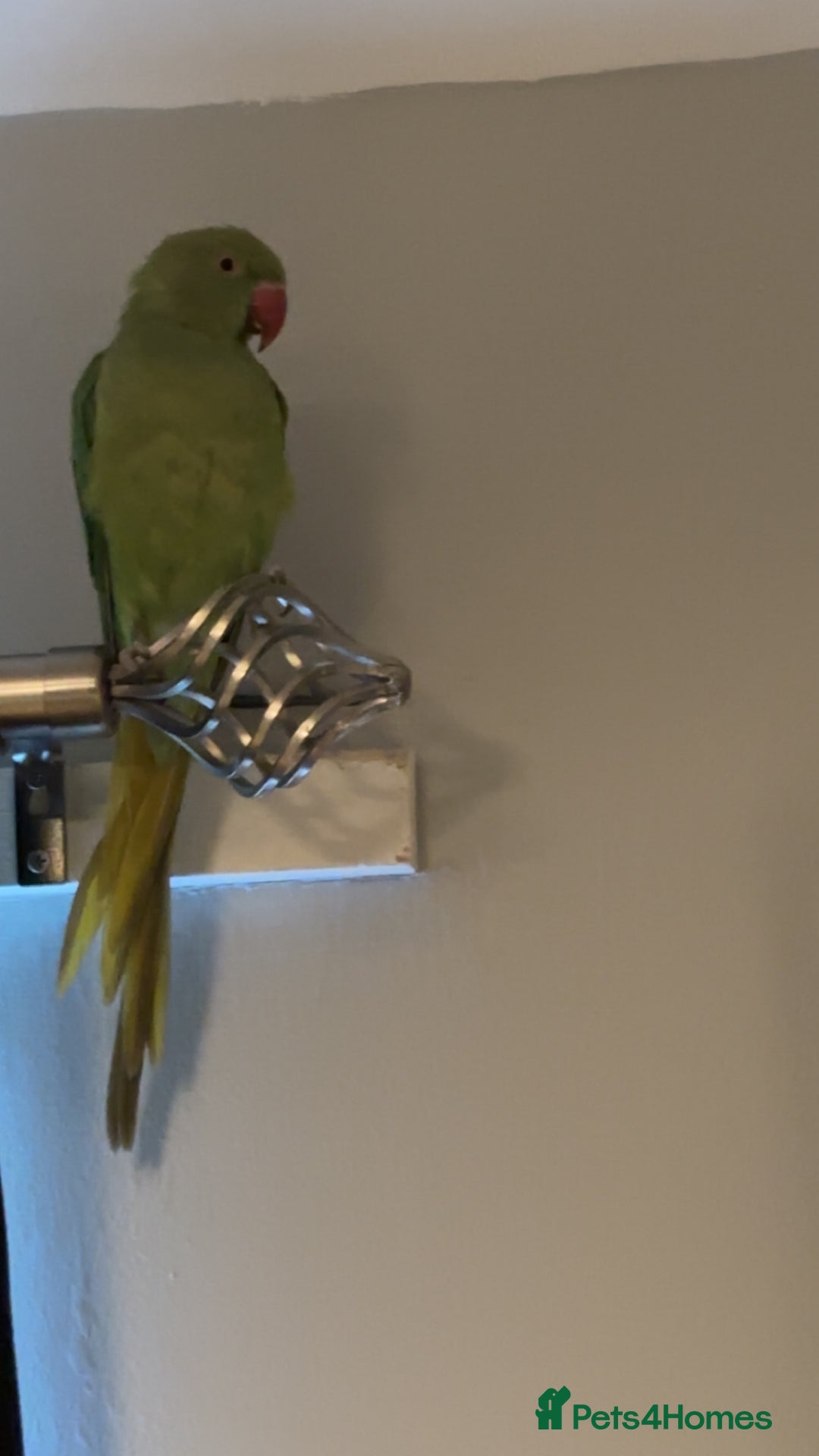 Parakeets birds for sale: Indian ringnecks  - Image 2