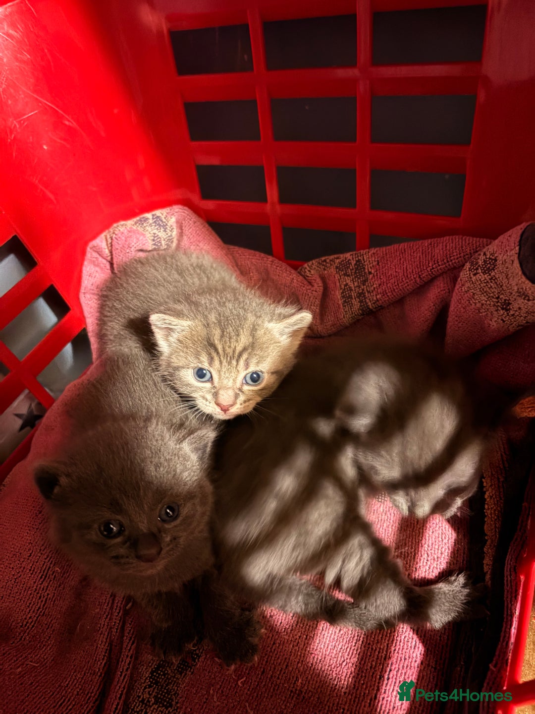 Mixed Breed cats for sale: 6 gorgeous kittens for sale  - Advert 2