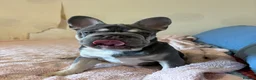 French Bulldog dogs for sale: Female  **  carry’s fluffy French bulldog  in Birkenhead - Advert 10