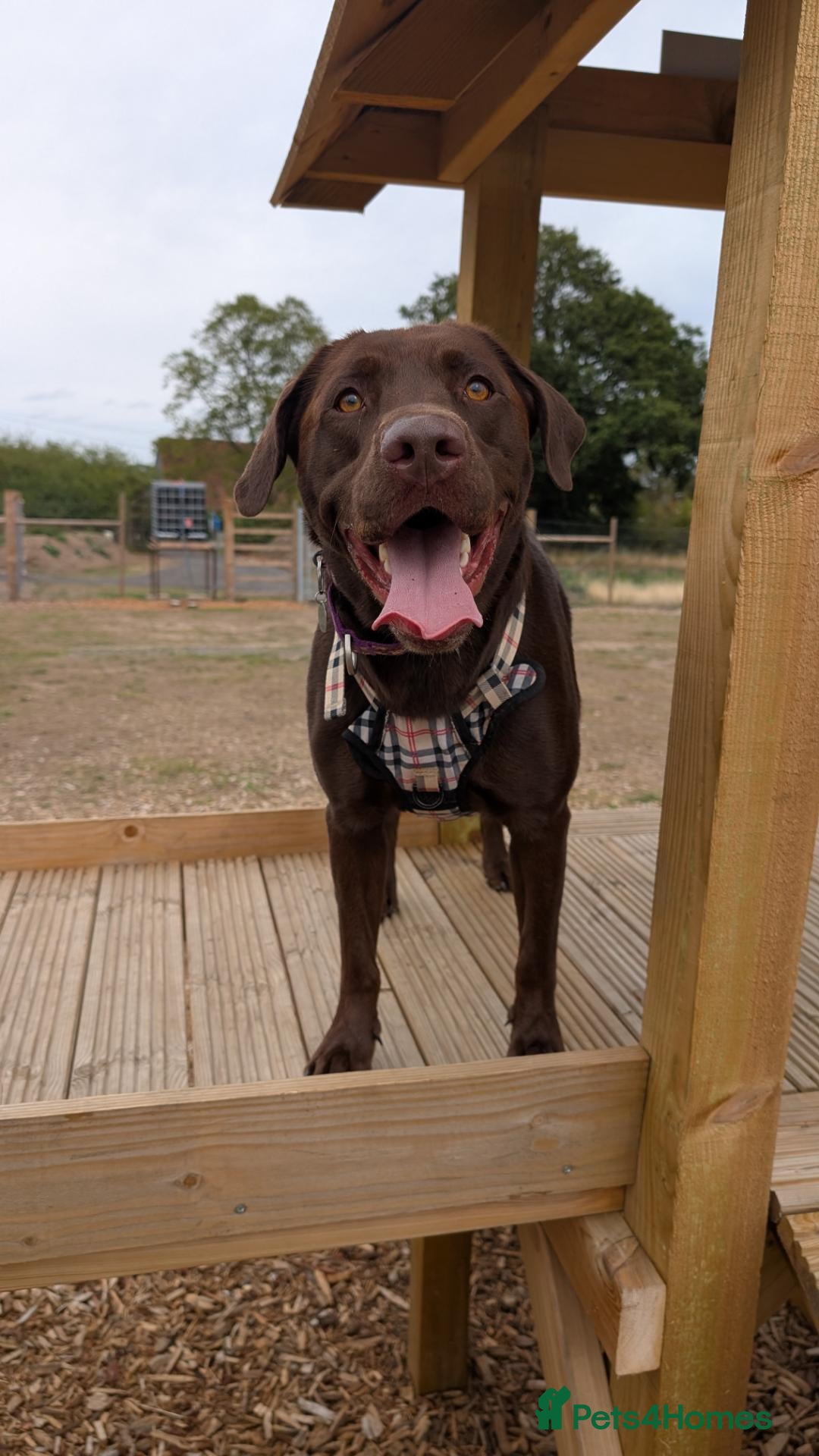 Labrador Retriever dogs Milo- Chocolate Labrador full of love - Advert 1