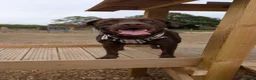 Labrador Retriever dogs for sale: Milo- Chocolate Labrador full of love - Advert 1