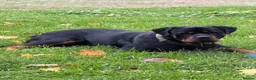 Rottweiler dogs for sale: Riicco - Advert 10