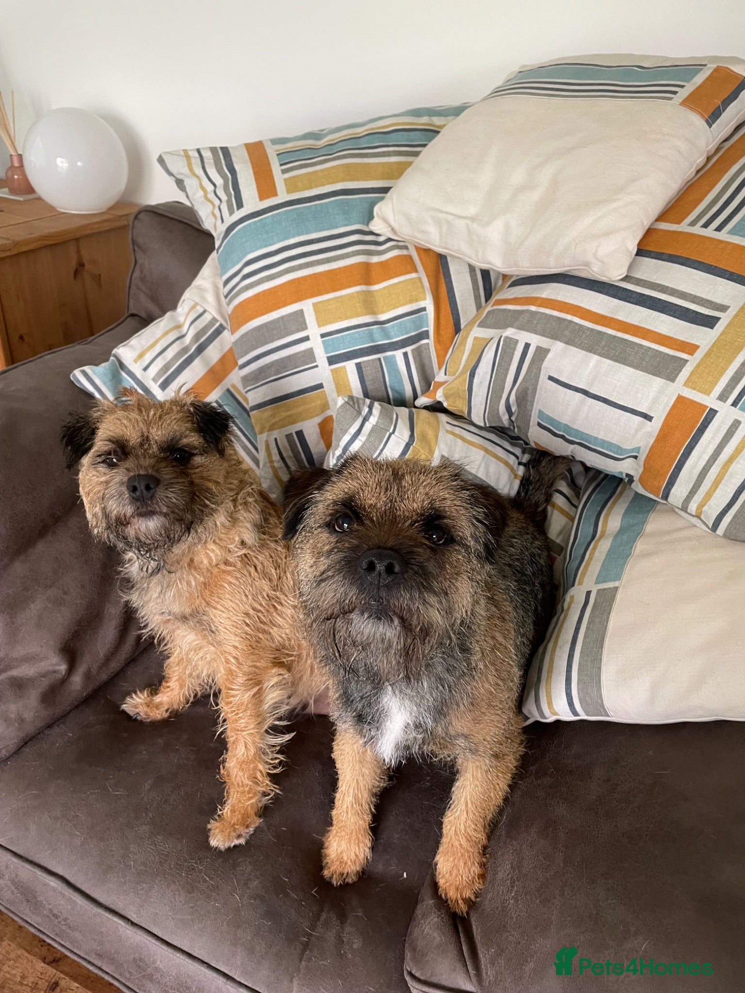 Border Terrier dogs 5 absolutely gorgeous girls and a bruiser of a boy - Advert 6