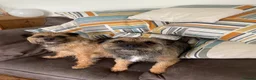 Border Terrier dogs for sale: 5 absolutely gorgeous girls and a bruiser of a boy - Advert 1