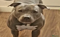 Staffordshire Bull Terrier dogs for sale: Blue Staffordshire Bull Terrier Puppies - Image 19