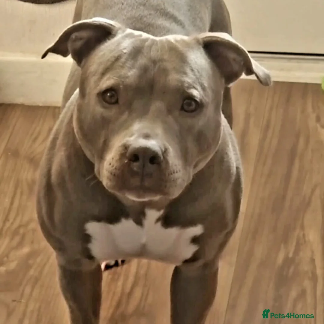 Staffordshire Bull Terrier dogs for sale: Blue Staffordshire Bull Terrier Puppies - Image 19