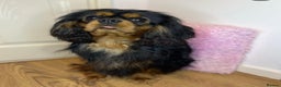 Cavalier King Charles Spaniel dogs for stud: KC-Health tested Cavalier King Charles Stud in Doncaster - Advert 2