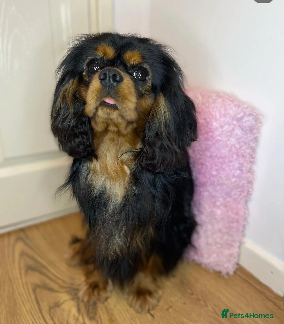 Cavalier King Charles Spaniel dogs for stud: KC-Health tested Cavalier King Charles Stud in Doncaster - Advert 2