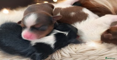 Yorkshire Terrier dogs - Advert 1