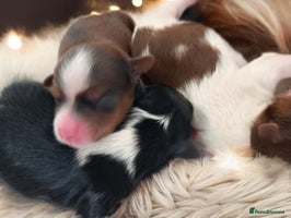 Yorkshire Terrier dogs - Advert 1