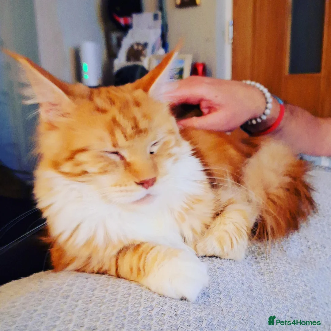 Maine Coon cats for sale: Rosie - Advert 2