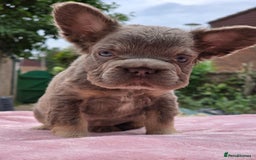 French Bulldog dogs for sale: Fluffy french bulldogs carrying Pink - Image 9