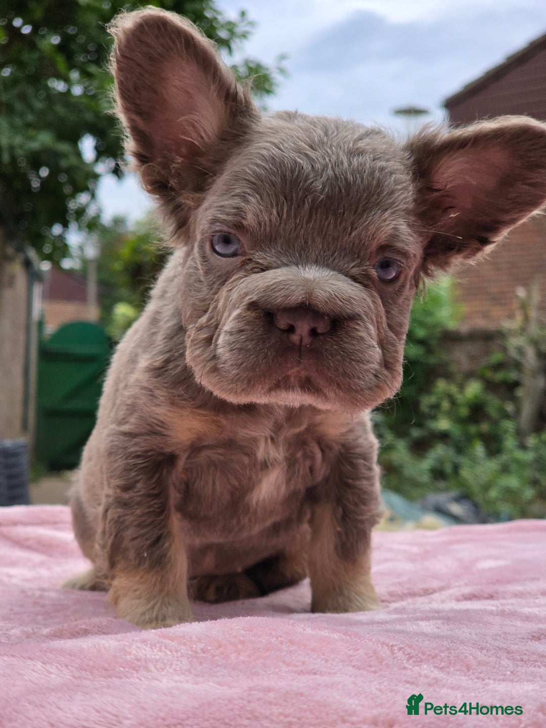 French Bulldog dogs for sale: Fluffy french bulldogs carrying Pink - Image 9