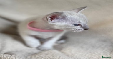 Siamese cats - Advert 6