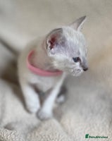 Siamese cats - Advert 2