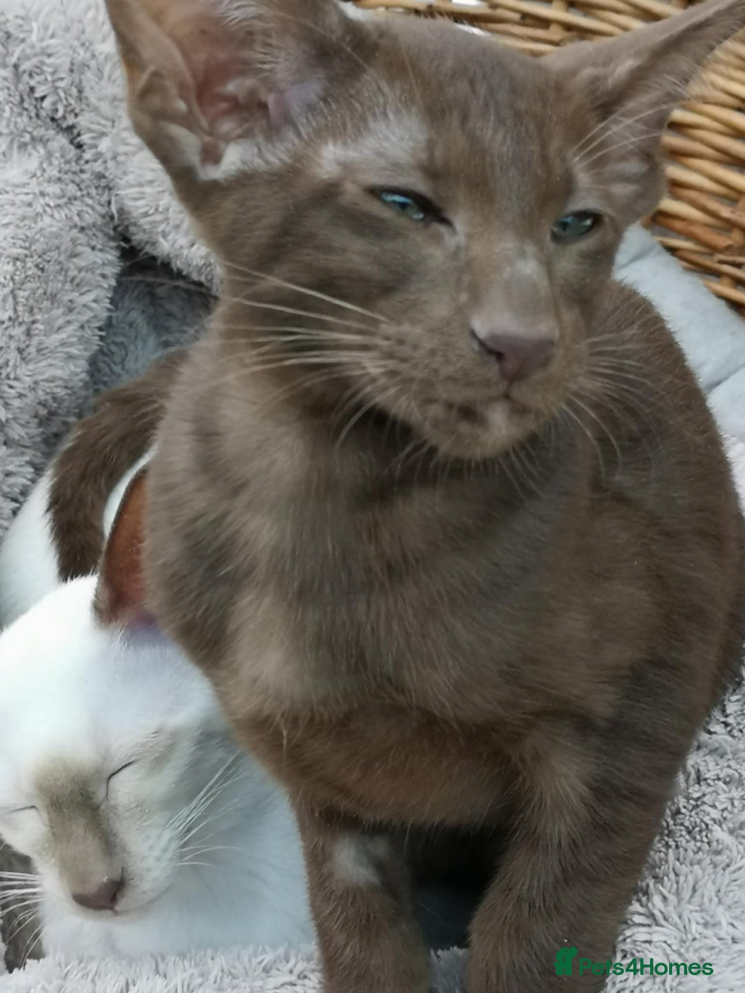 Siamese cats for sale: SIAMESE AND ORIENTAL KITTENS - Image 2
