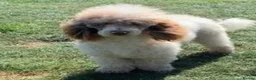 Cockapoo dogs for sale: F1 cockapoo puppies  - Advert 2