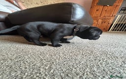 Mixed Breed dogs for sale: Four cane Corso and staff bullterrier mix.  - Image 12