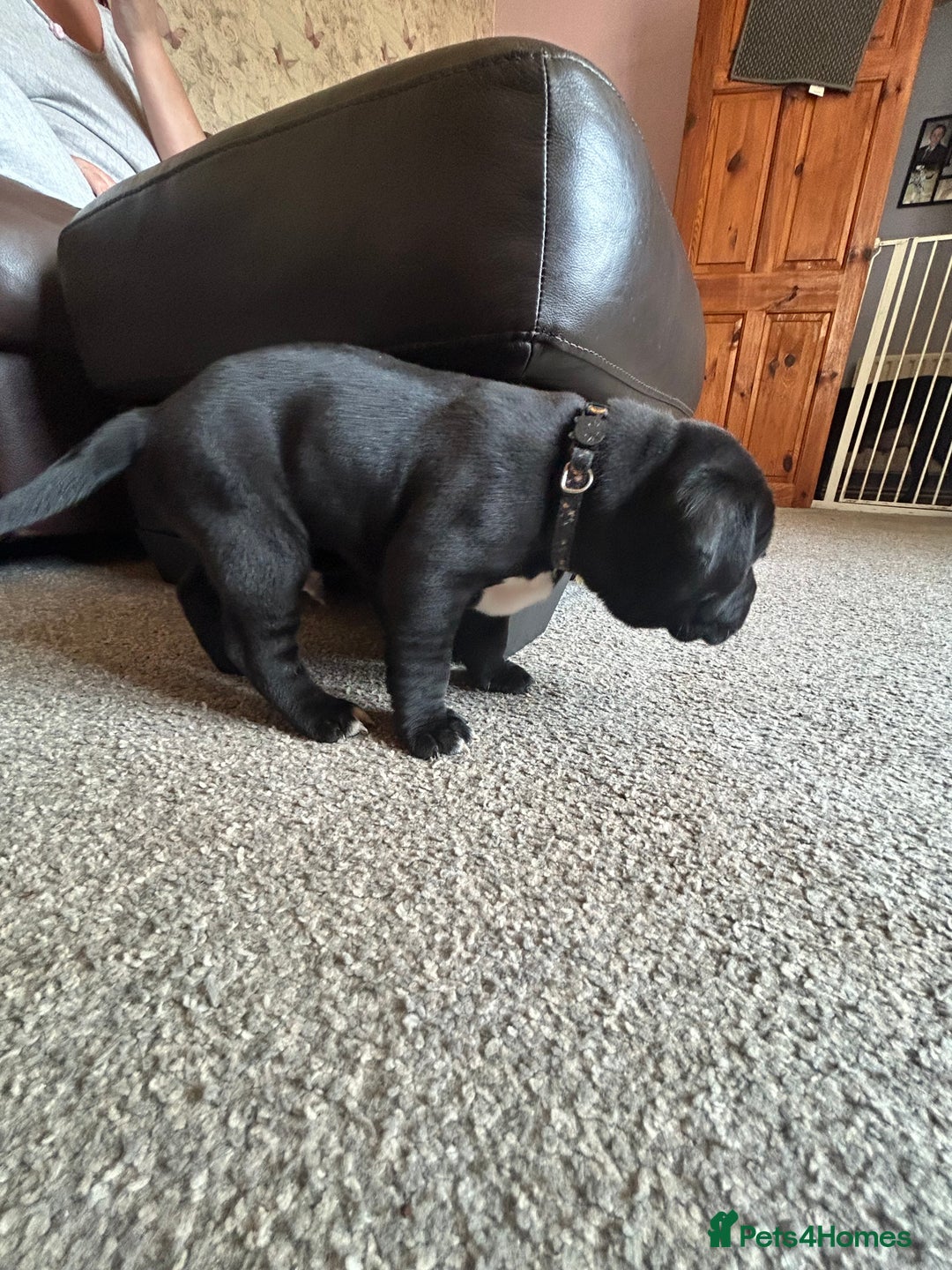 Mixed Breed dogs for sale: Four cane Corso and staff bullterrier mix.  - Image 12