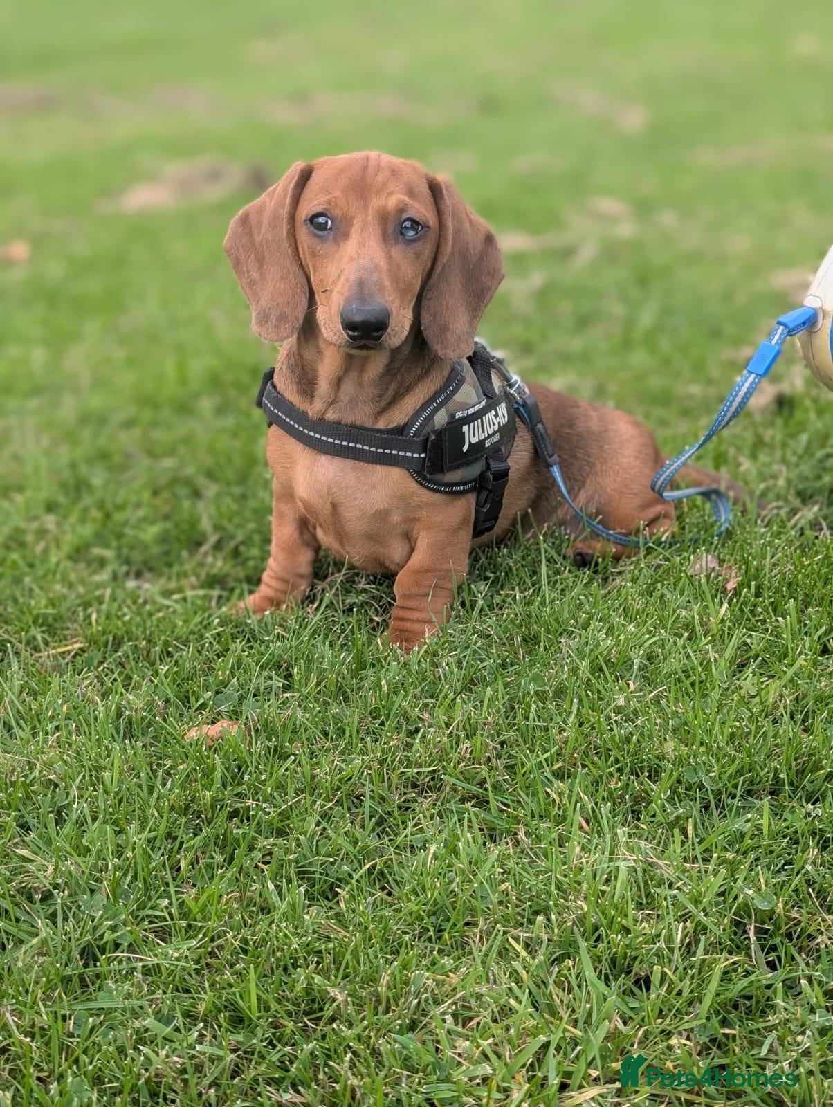 Dachshund dogs for sale: Champion Bloodline Standard Dachshund - Advert 2