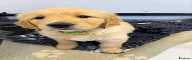 Golden Retriever 1