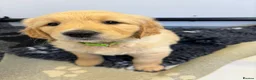 Golden Retriever dogs for sale: Superb Golden Retriever Pup, Kc registered  - Advert 1