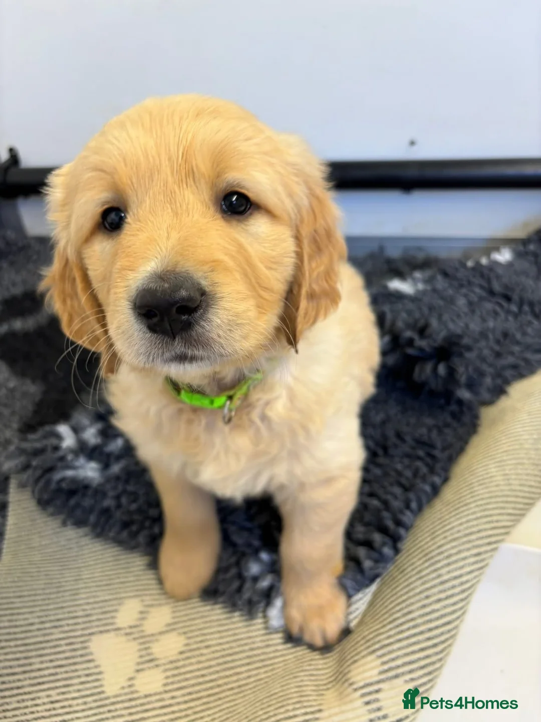 Golden Retriever dogs for sale: Superb Golden Retriever Pup, Kc registered  - Advert 1