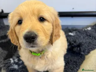 Golden Retriever dogs Superb Golden Retriever Pup, Kc registered - Advert 1