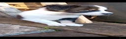 Border Collie dogs for sale: Border collie puppies  in Northampton - Advert 8