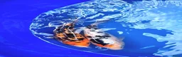 Koi Carp fish for sale: Koi carp - Advert 17