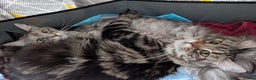 Maine Coon cats for sale: 2x Tica Maine coon sisters  - Advert 4
