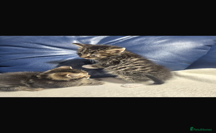 Bengal cats - Advert 1
