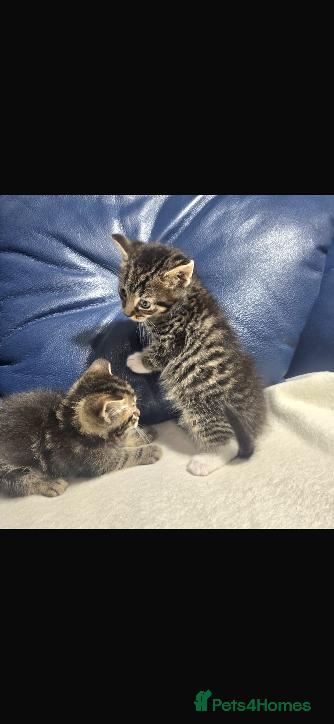 Bengal cats for sale: Adorable kittens mixed Bengal - Image 1